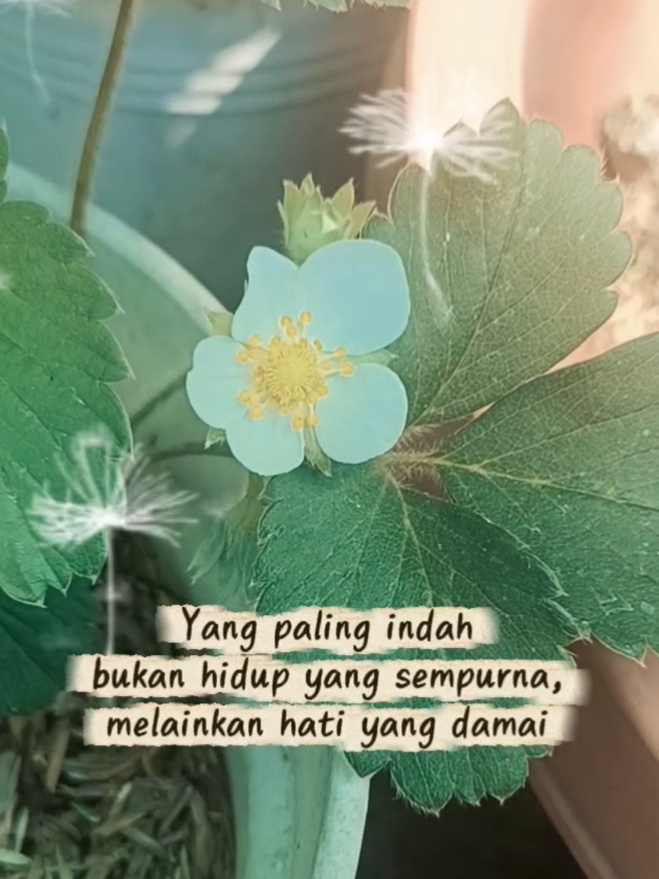 @sapijoko