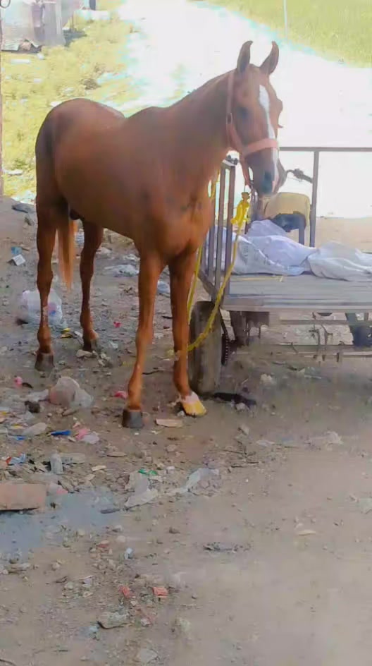 @Sajjad Ali 🐴🐴🐎