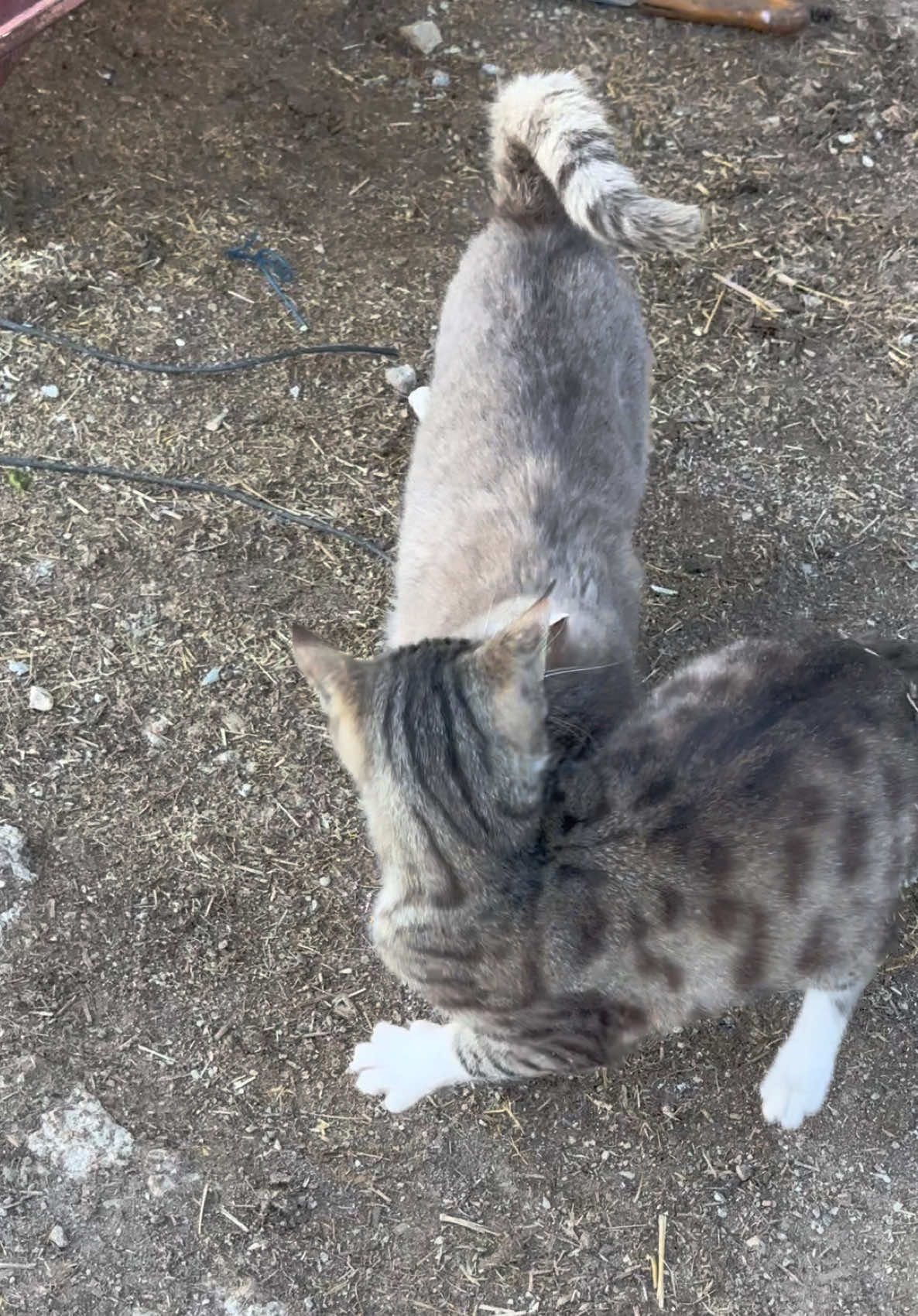 @ᕼᗩᔕᗩᑎ ᗩᖇᒪᎥ Ꭵ̇ᒪᗴ Ǥᗴ乙Ꭵᑎ ᗷᗩᛕᗩᒪıᗰ