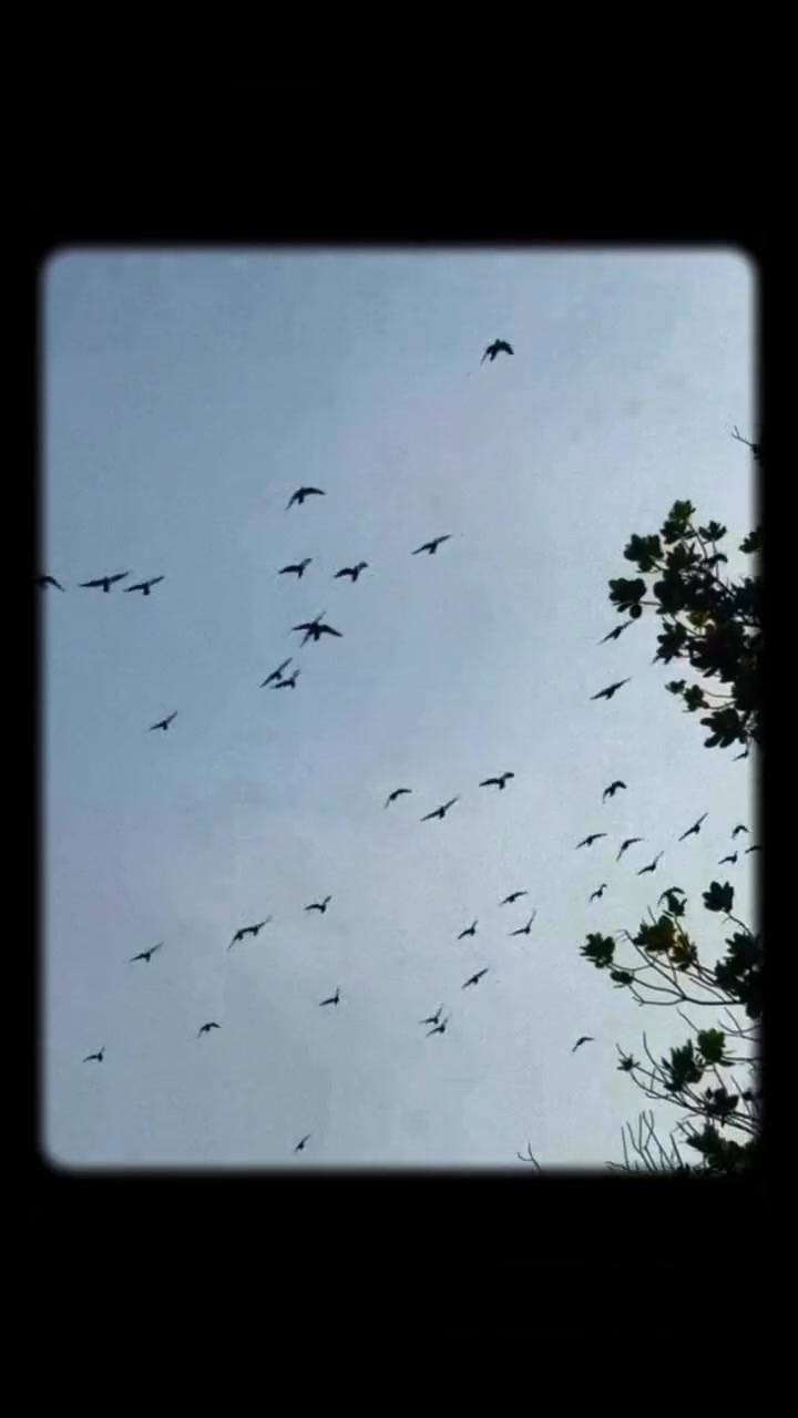 @●ಮಲ್ನಾಡ್ ಹುಡ್ಗ●