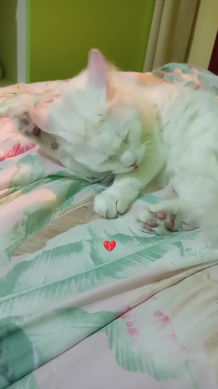 @🍀Mercedes 🐈🫰
