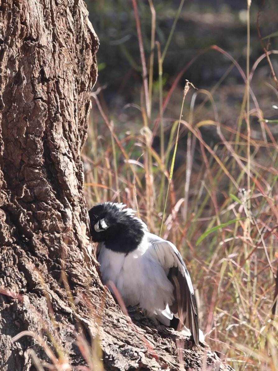 @SM Wildlife
