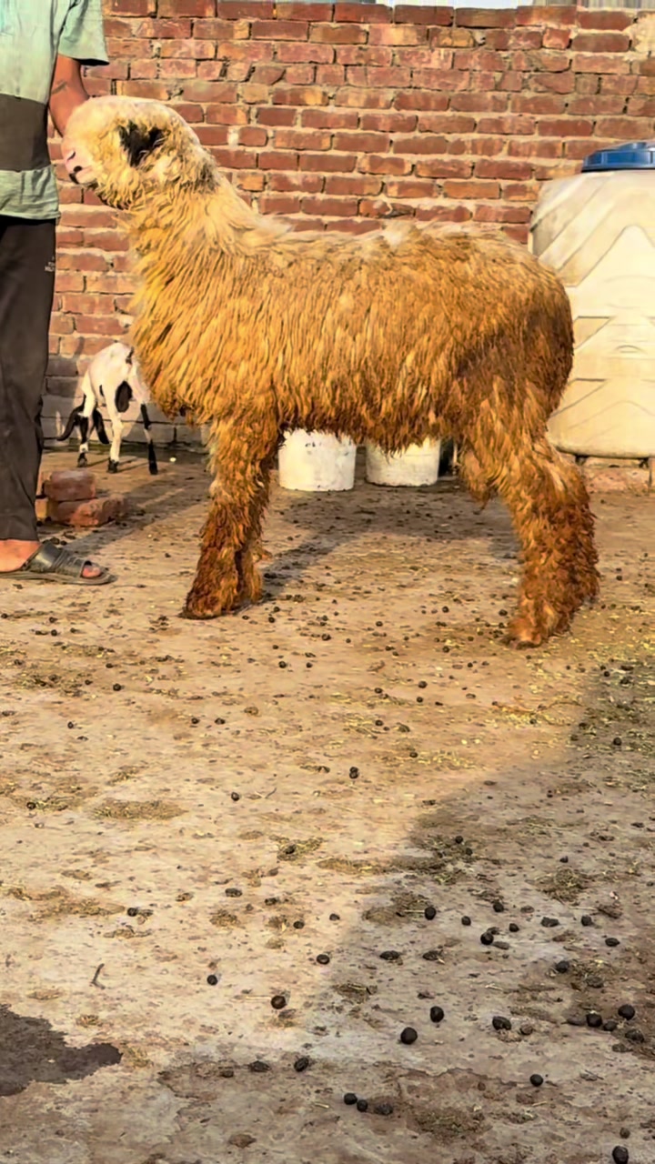 @Shiraz livestock