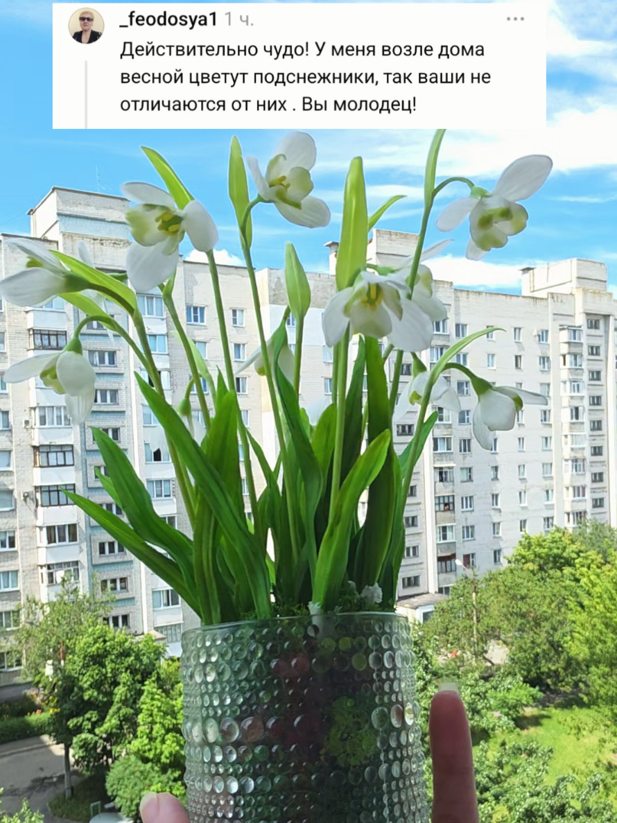 @Виктория Броши