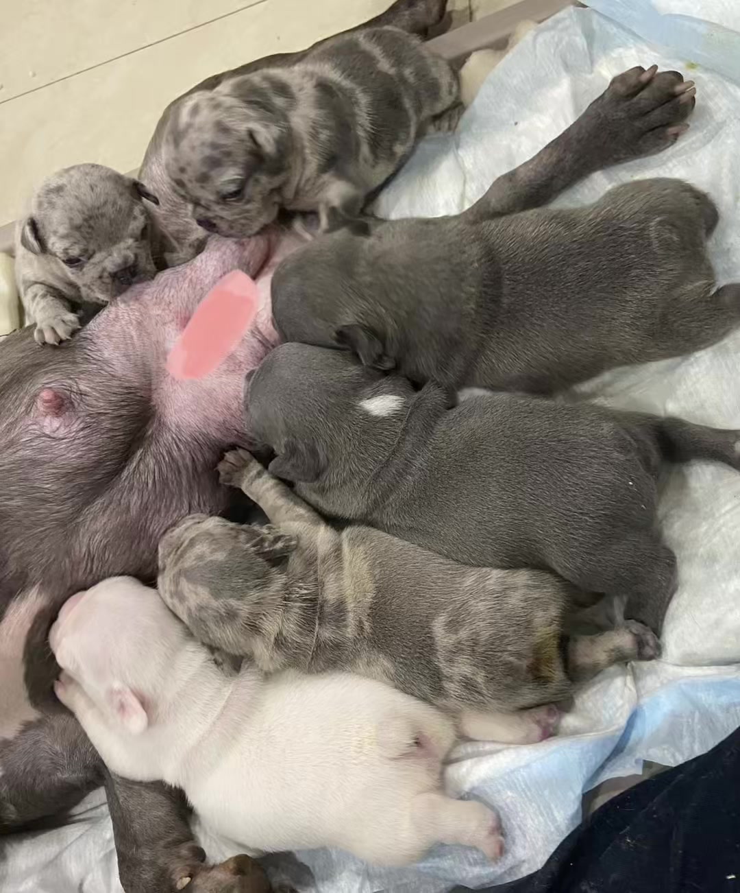 @vetus care kennel