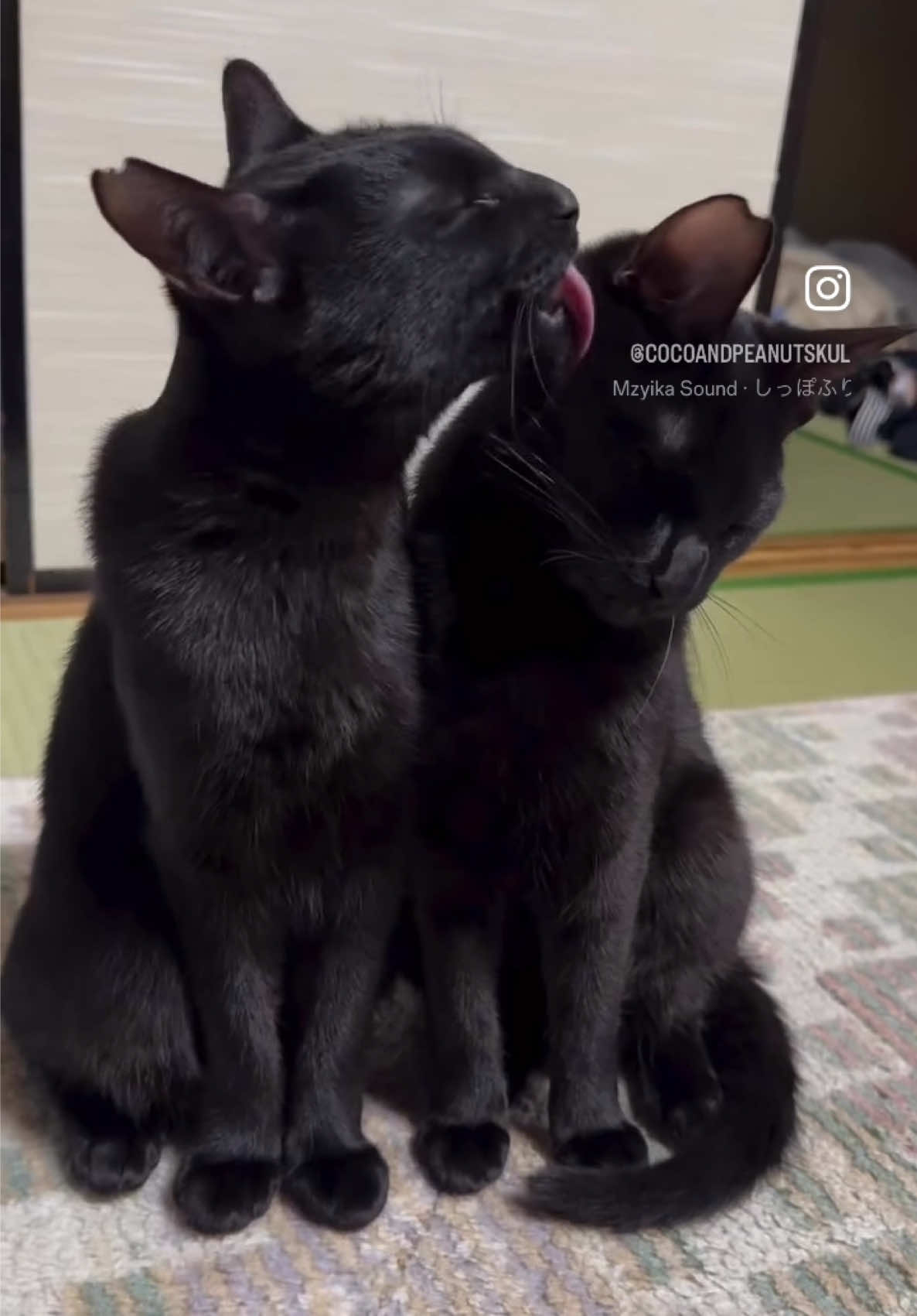 @黒猫兄弟ココピー&カリン