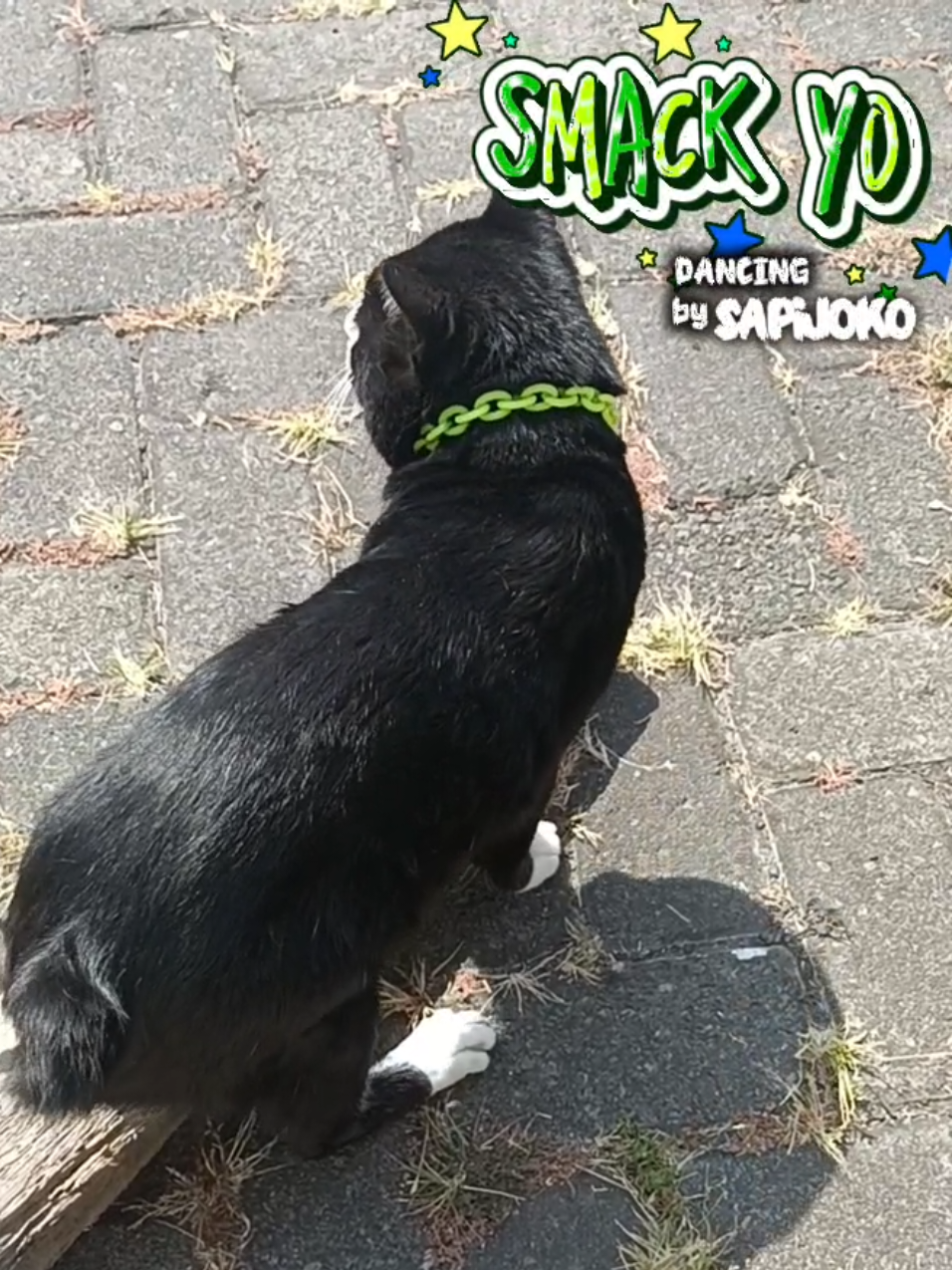 @sapijoko