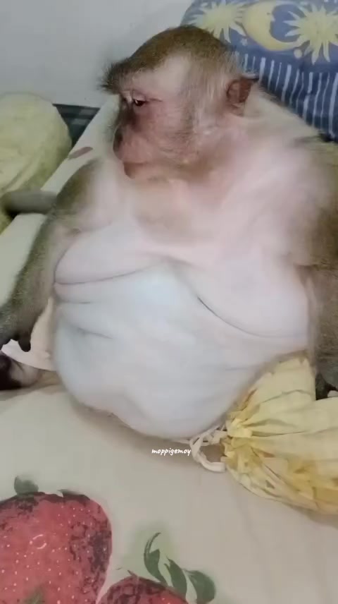 @Moppi 2