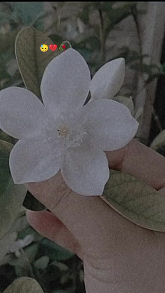 @🕊️🌸ـﮩﮩᎪຮ𝖍υ