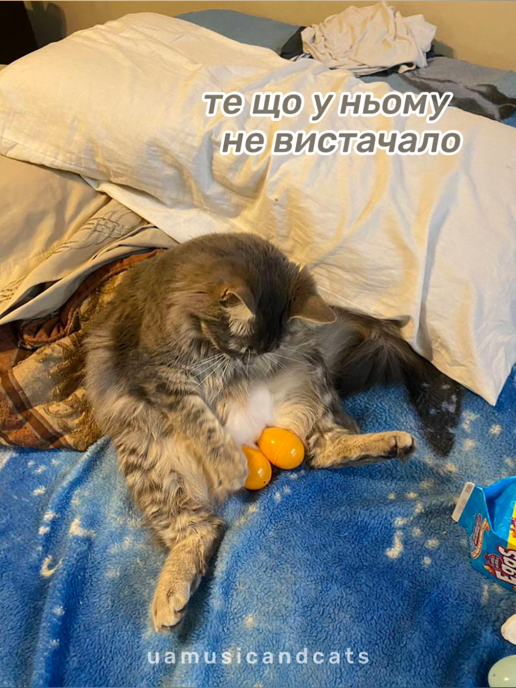 @🎧 музика і котики 🐱