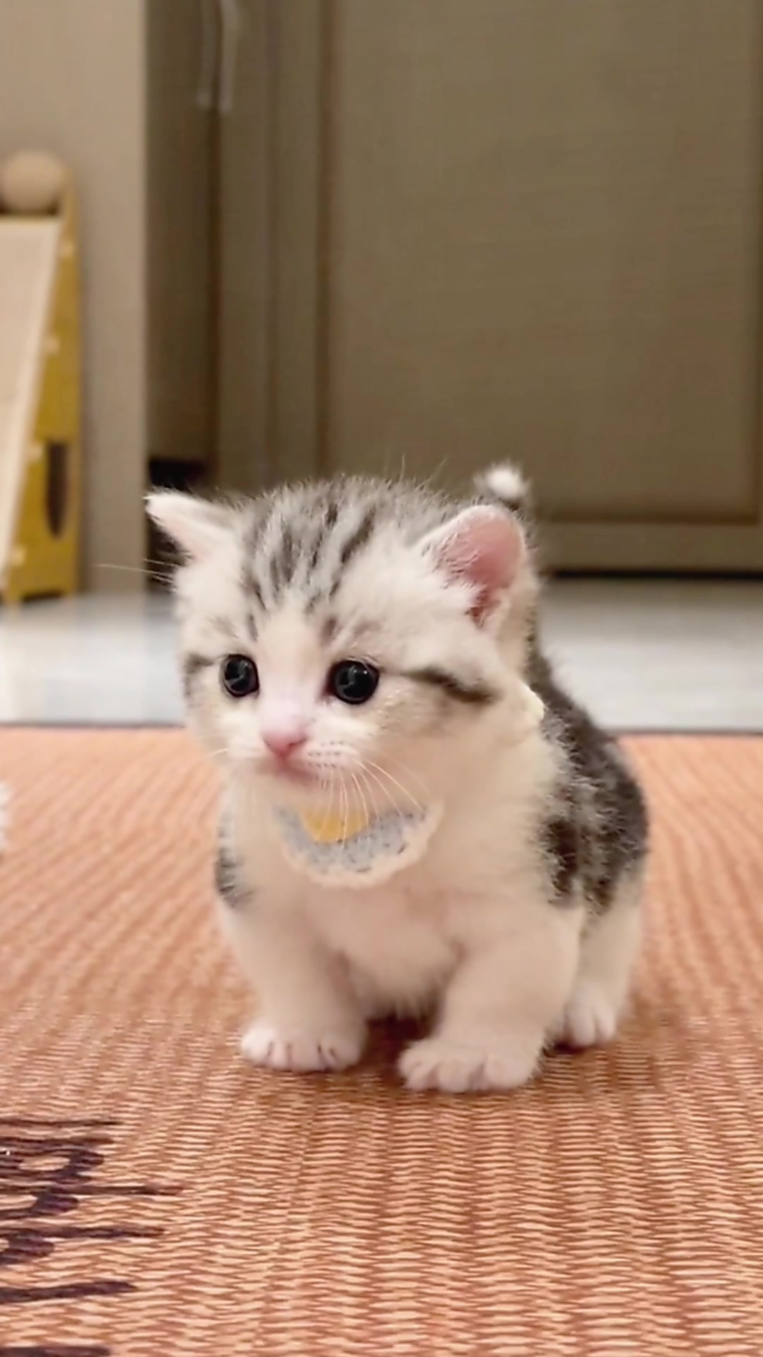 @catbosssss