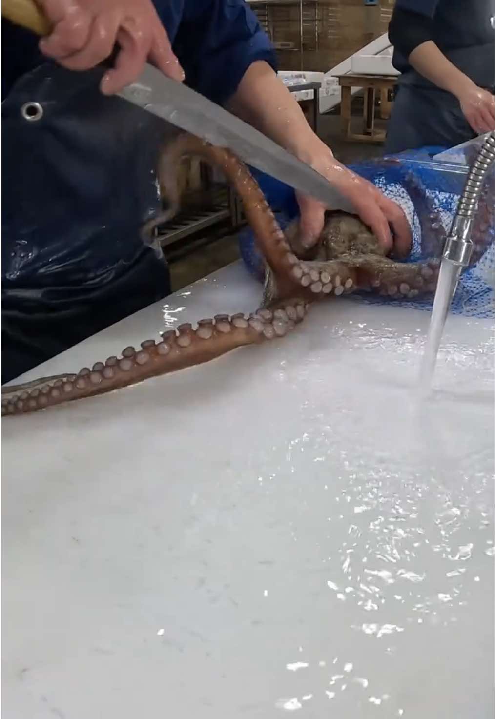 @鳴門魚市のサブ垢
