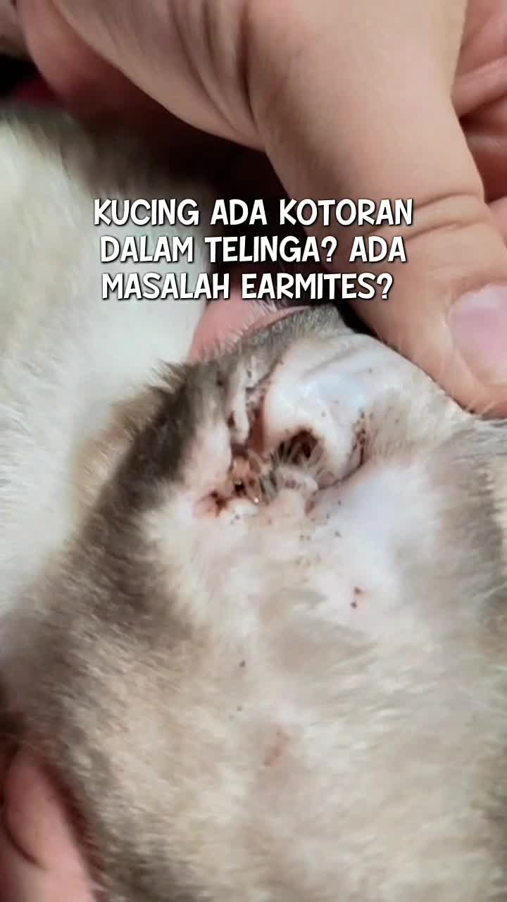 @Norazrena | Racun Tiktok