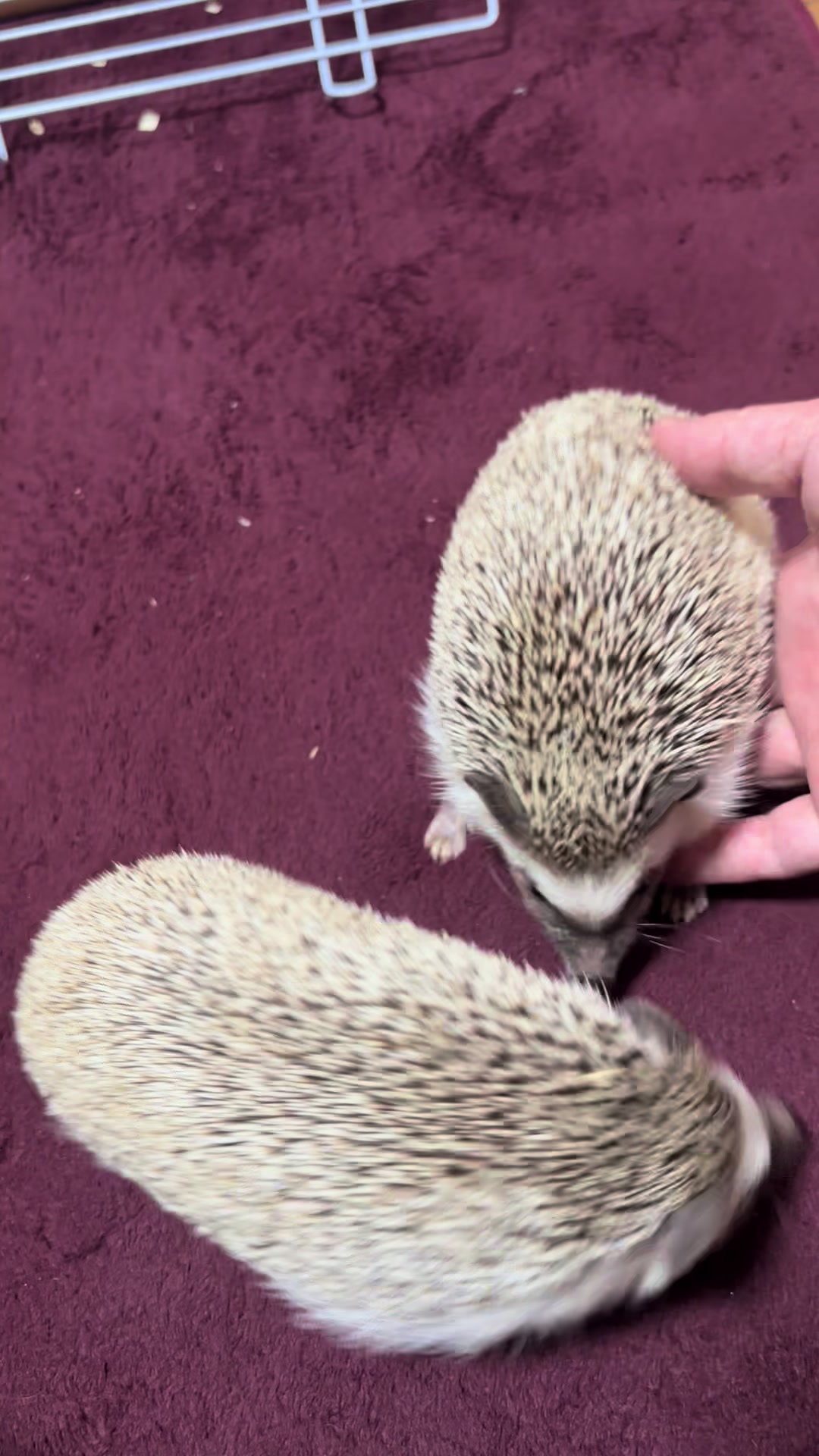@我が家のハリネズミ🦔