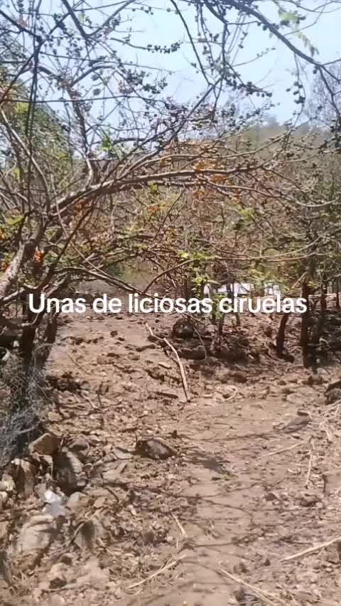 @eliza LM
