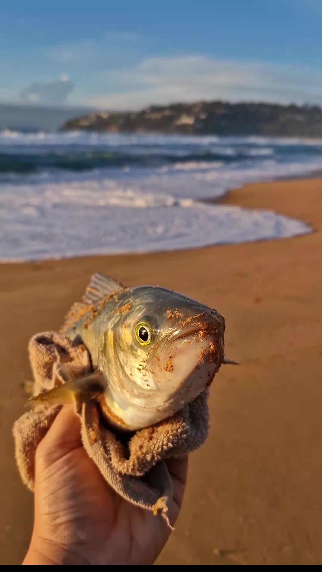 @scollops_