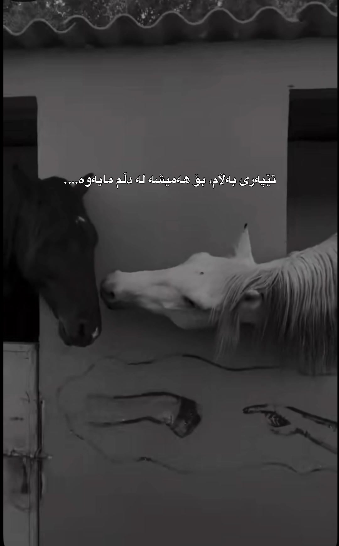 @Sahar