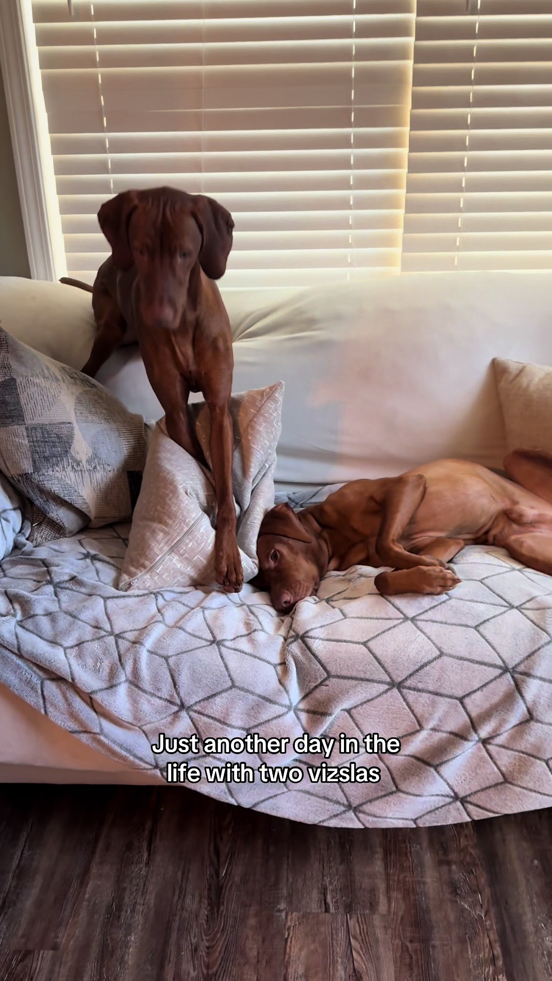@Tycho the vizsla