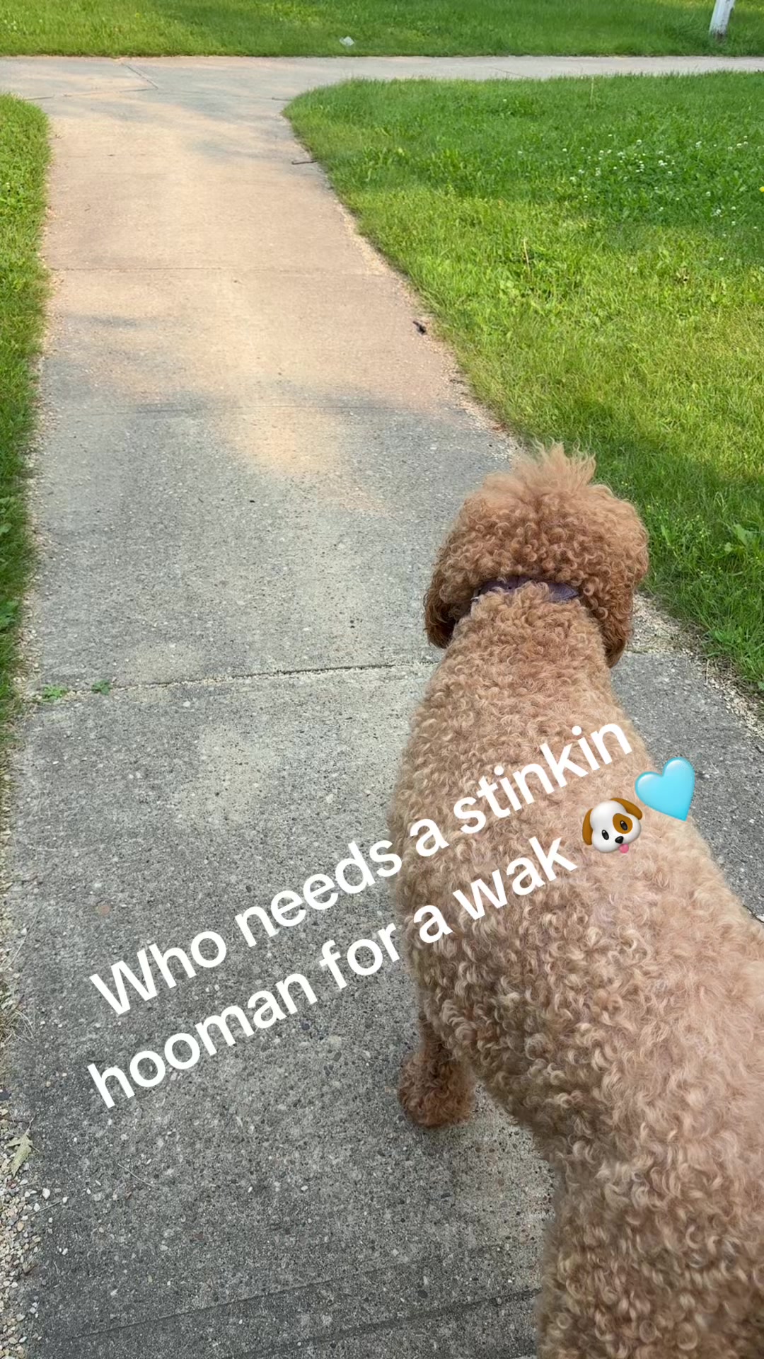 @Shaggieanddoobie 🇨🇦