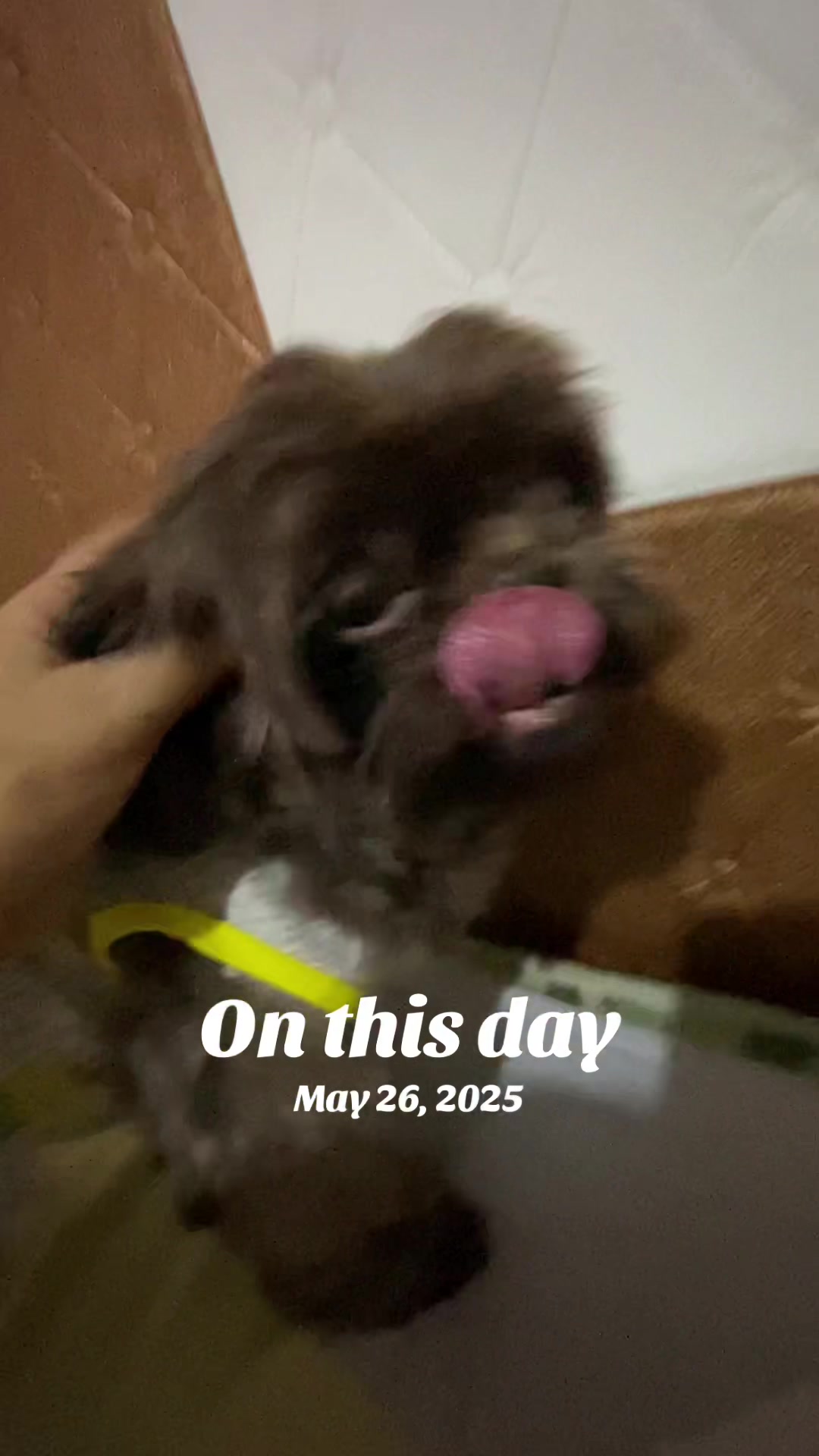 @Furmom Angel