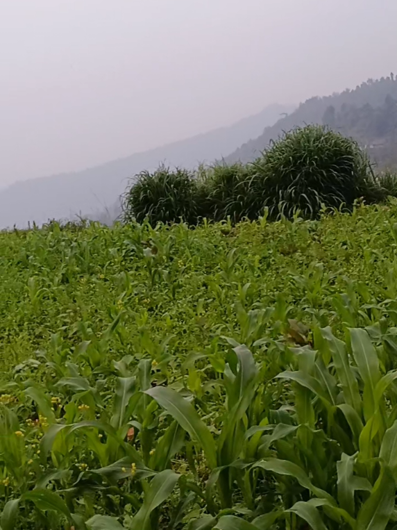 @सुनिता कालि