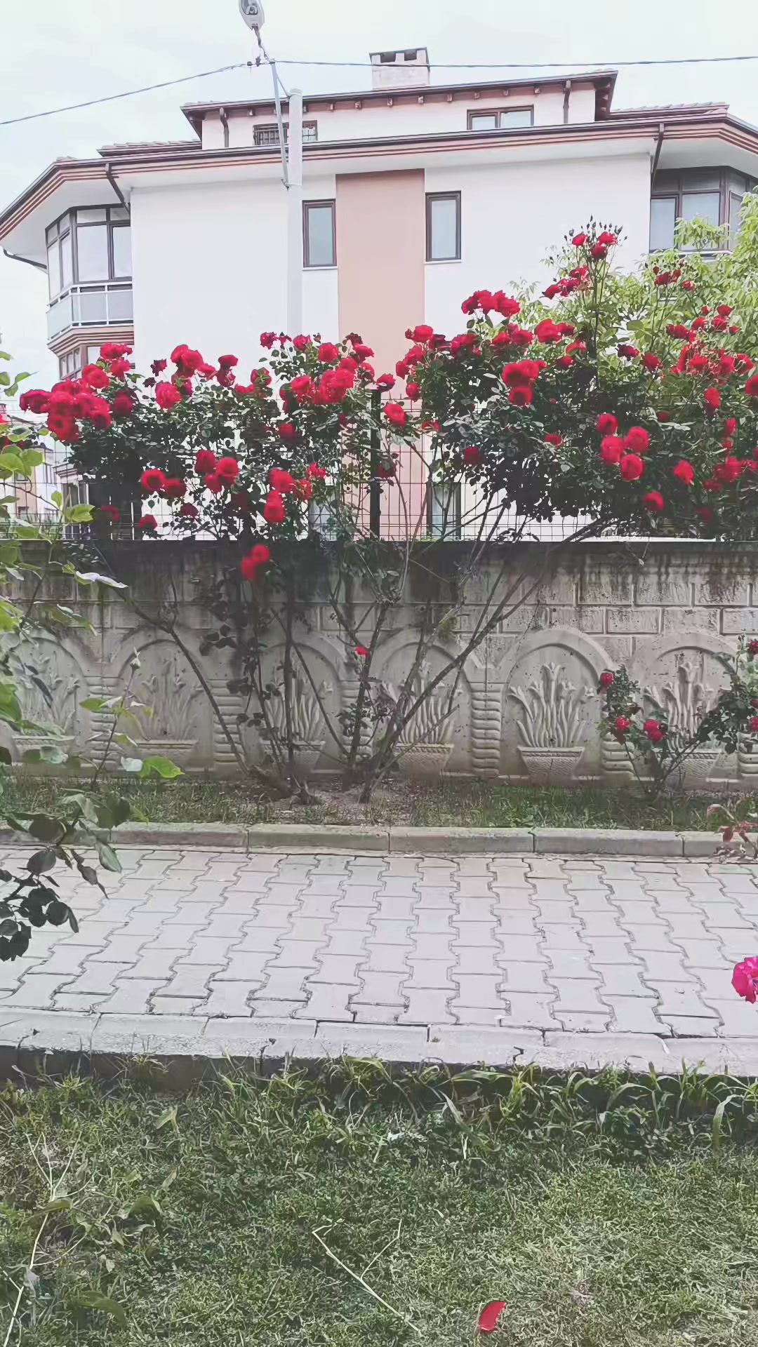 @g&uuml;llcehree❤️❤️