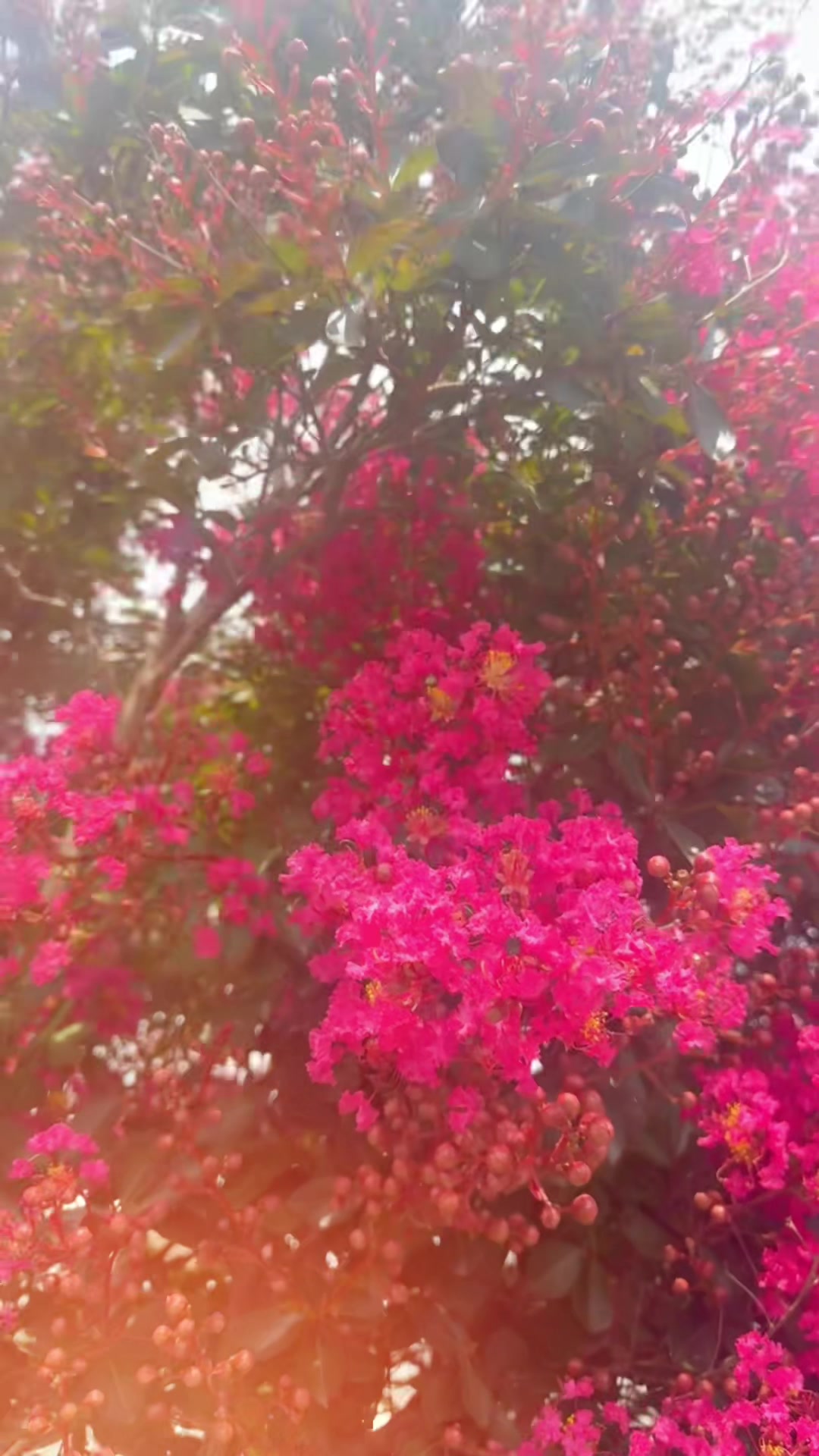 @Aنum Saقib 🇬🇧🇵🇰