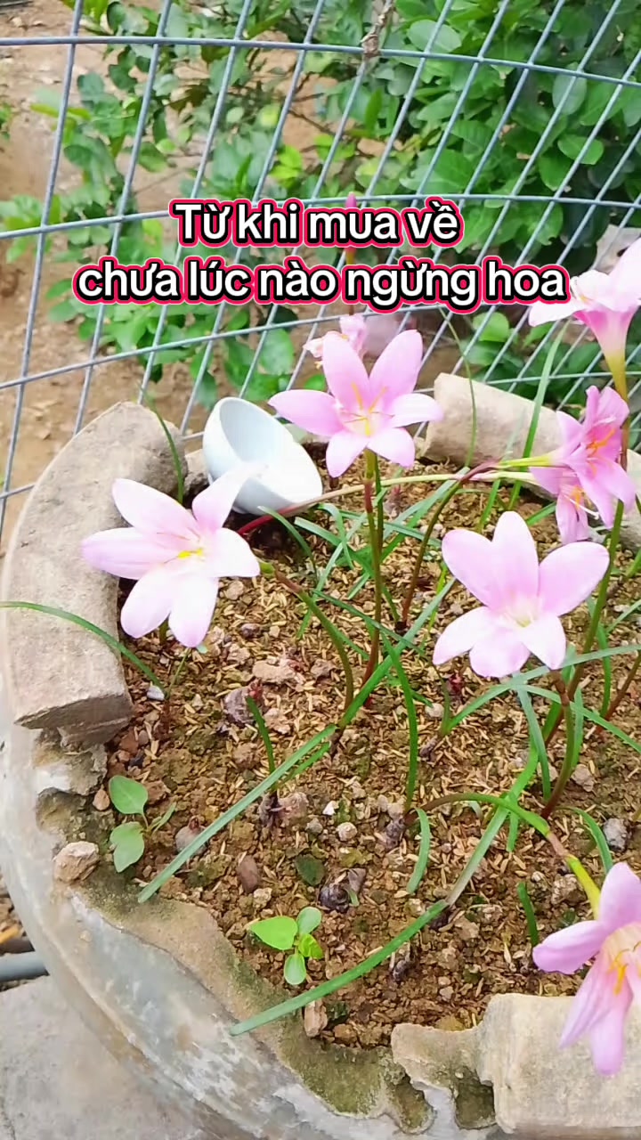 @Lúa Mì
