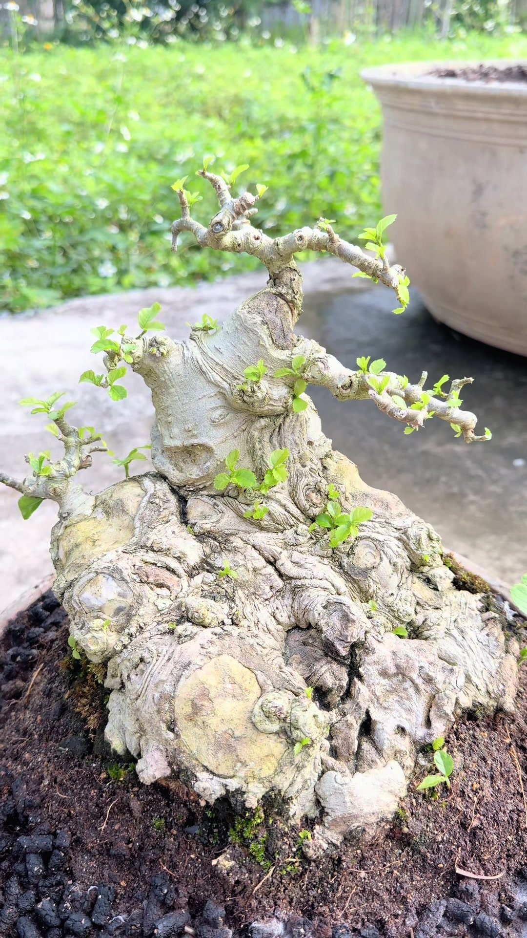 @Anh công