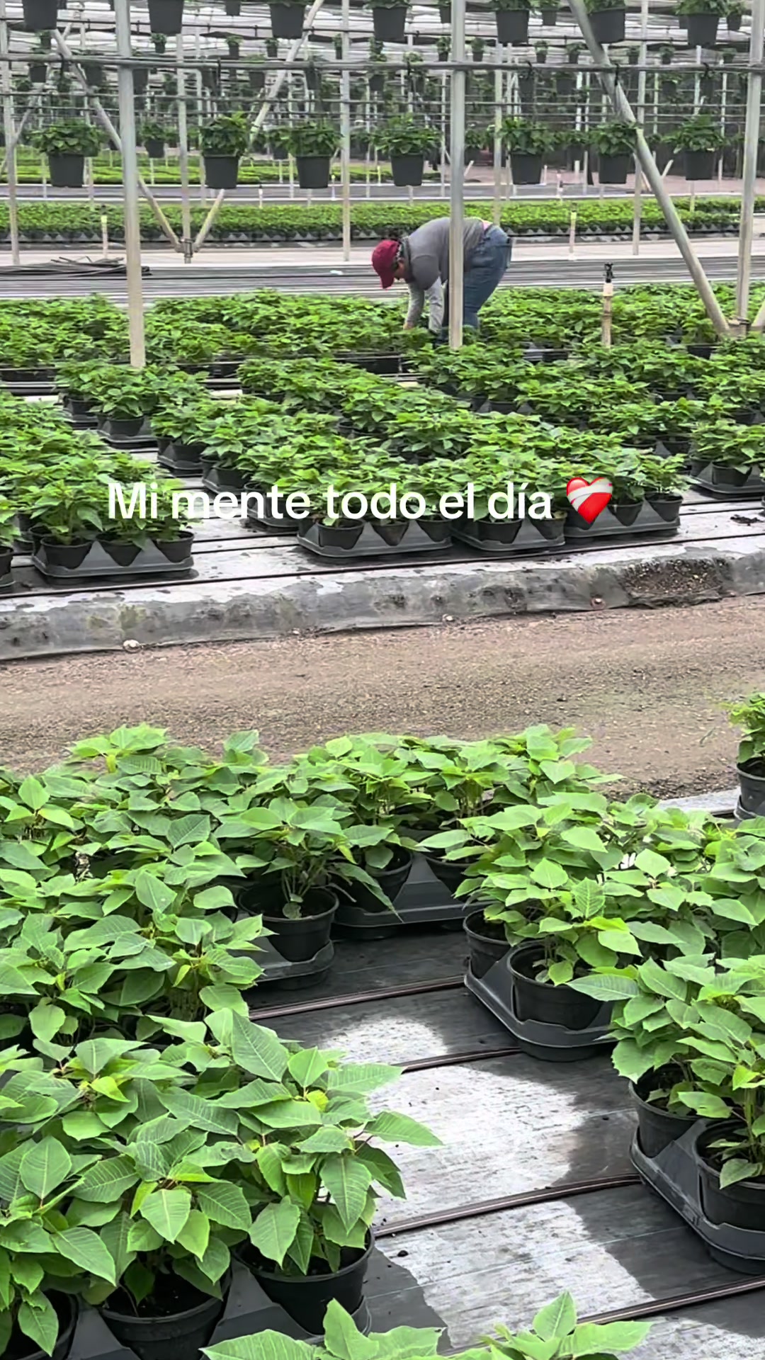 @Lucy Gomez
