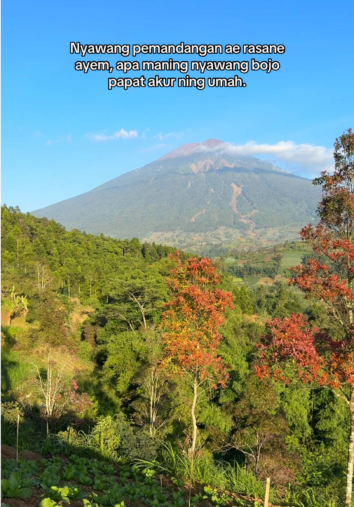 @Purbalingga