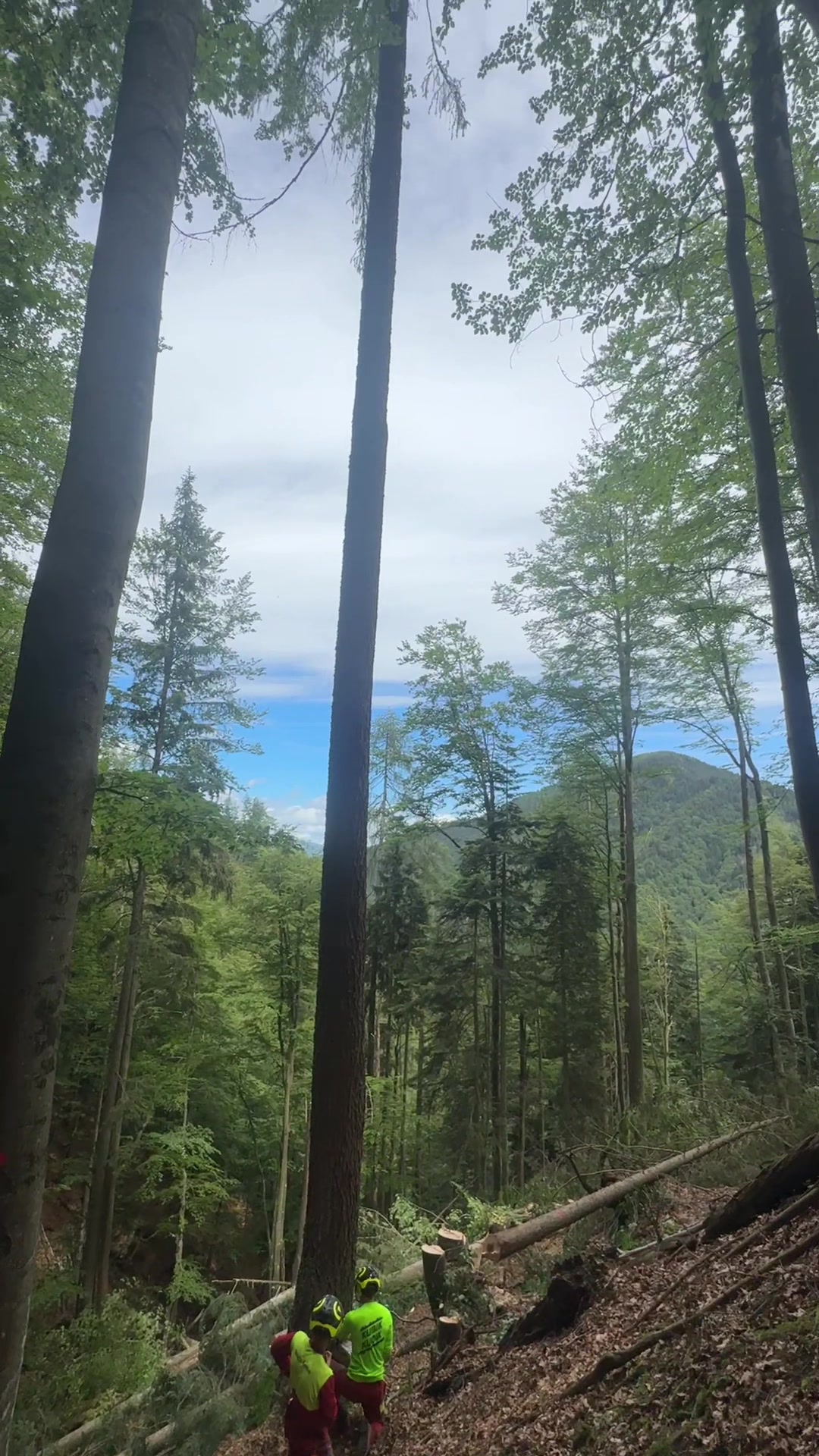 @forestexport