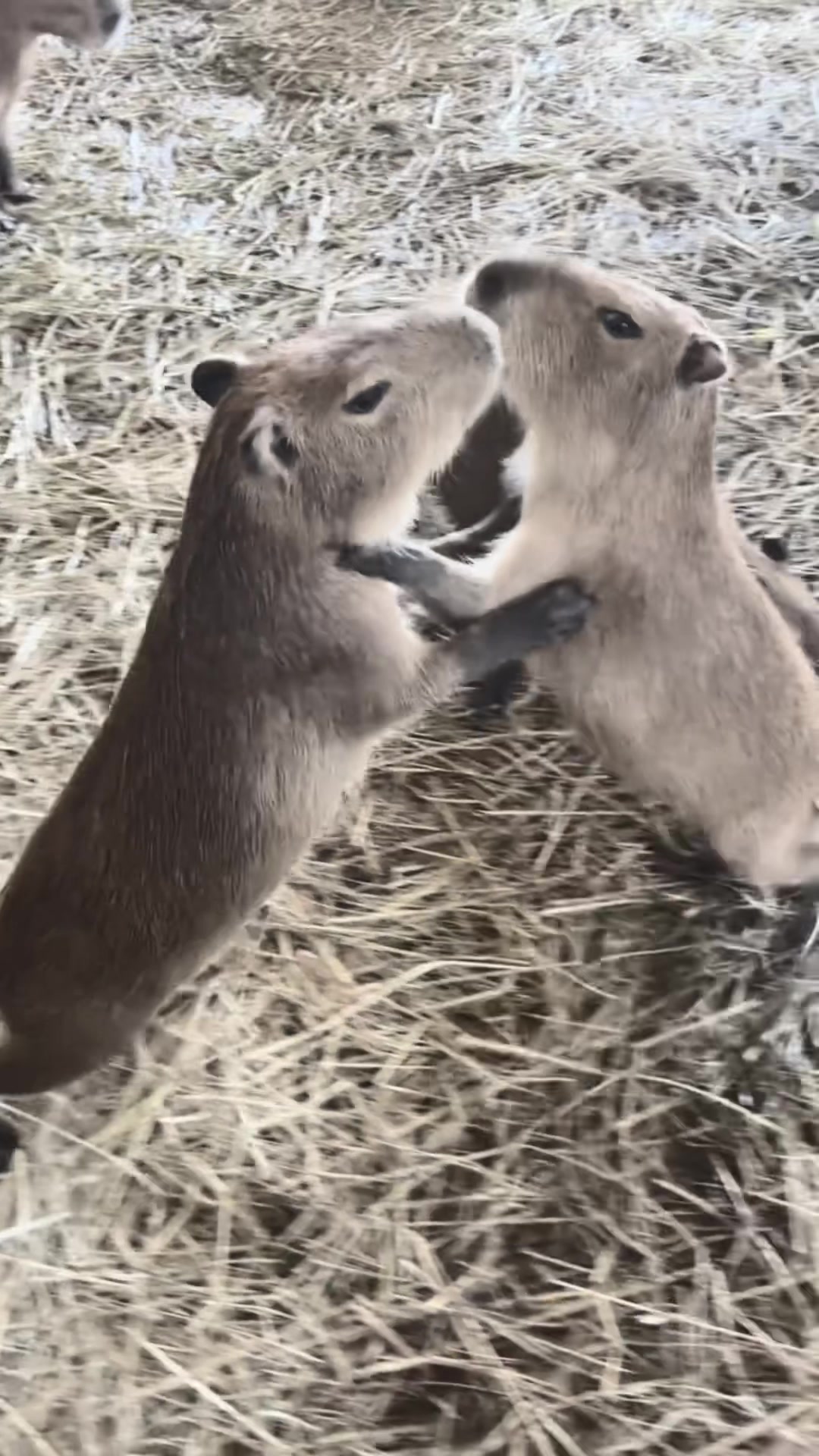 @auraful_animals