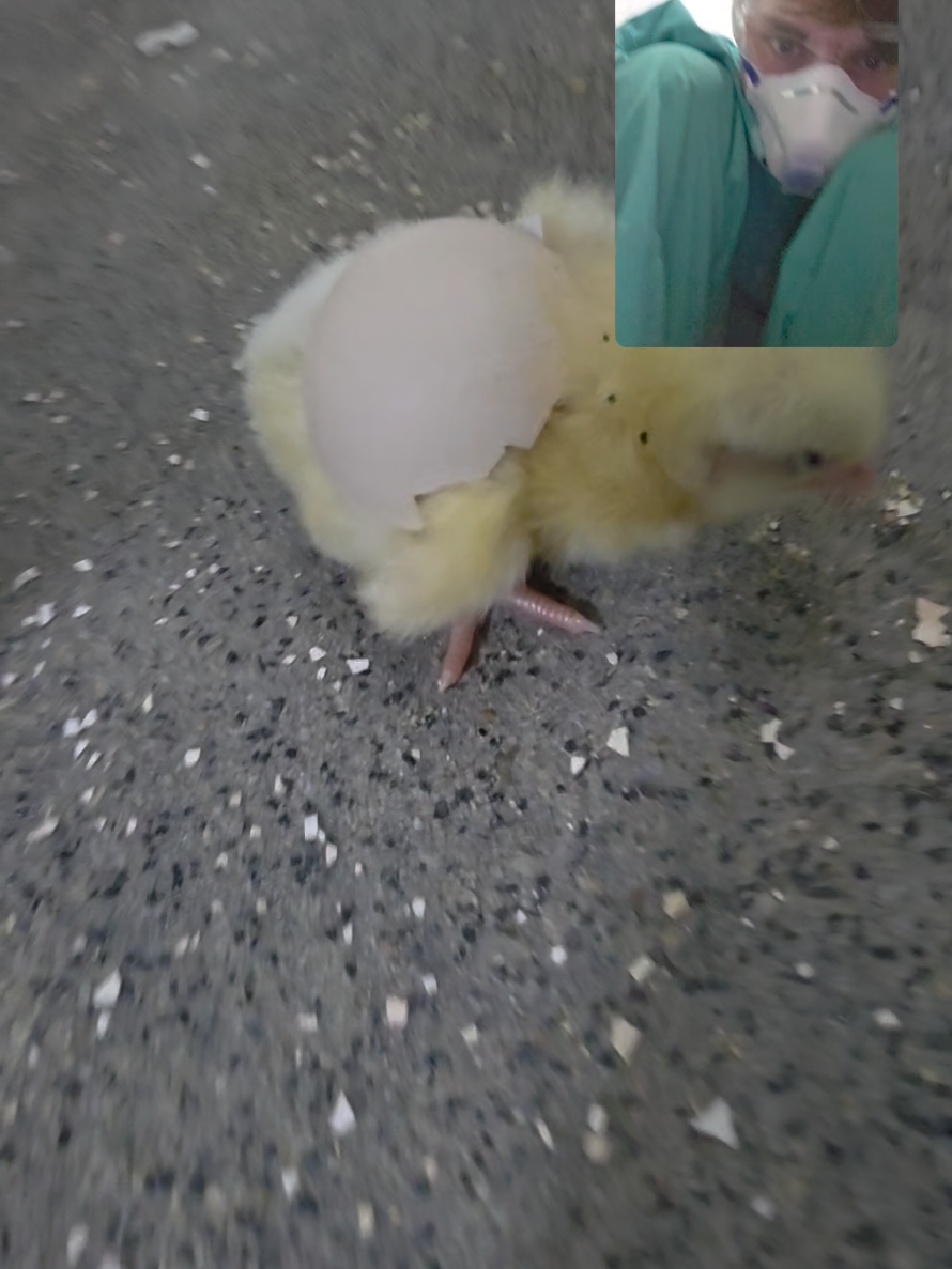 @White C00k