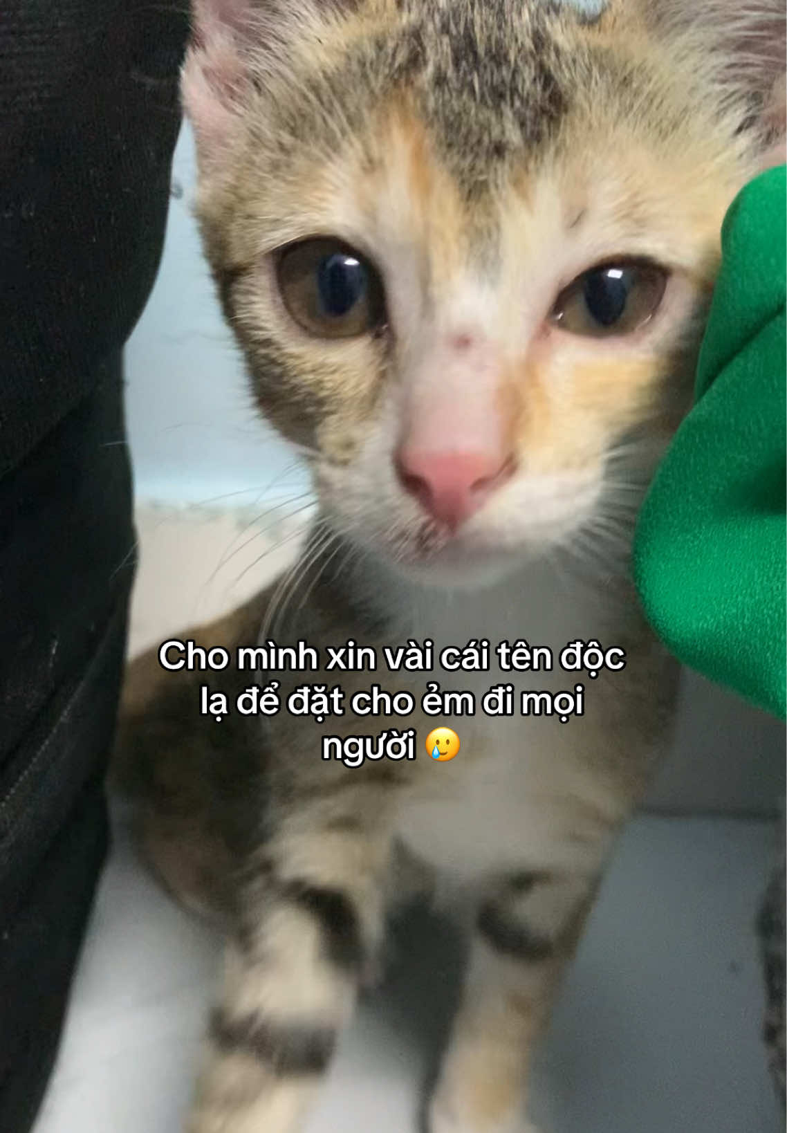 @Trú mèo tên mimi