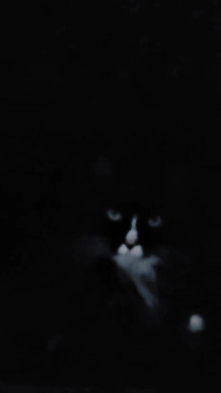 @AtticaTheTuxedoCat