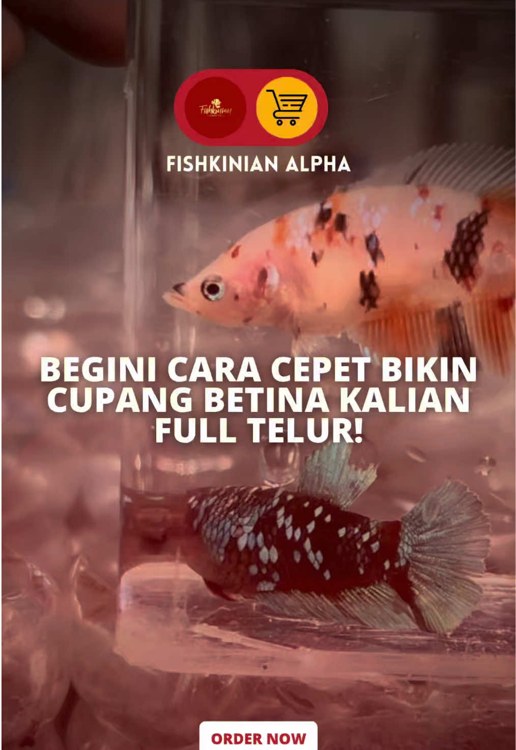 @Fishkinian Alpha1