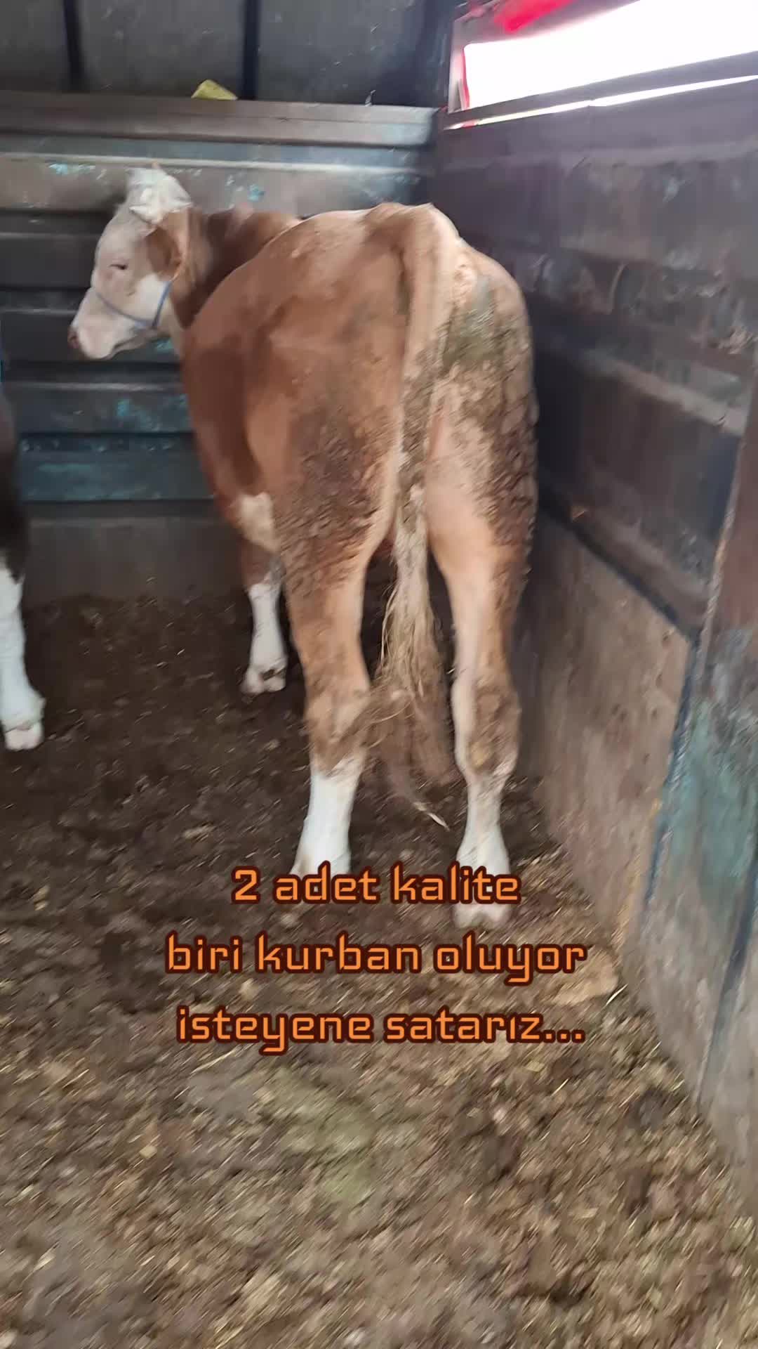 @✎﹏﹏𝐾𝑎𝑑𝑖𝑟 Ş𝑎ℎî𝑛﹏﹏
