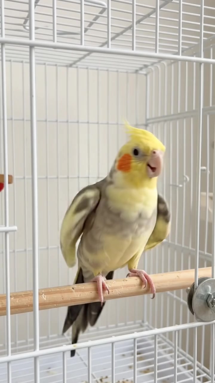 @✨️𝓛𝓾𝓷𝓪 𝓢𝓱𝓸𝓹 ✨