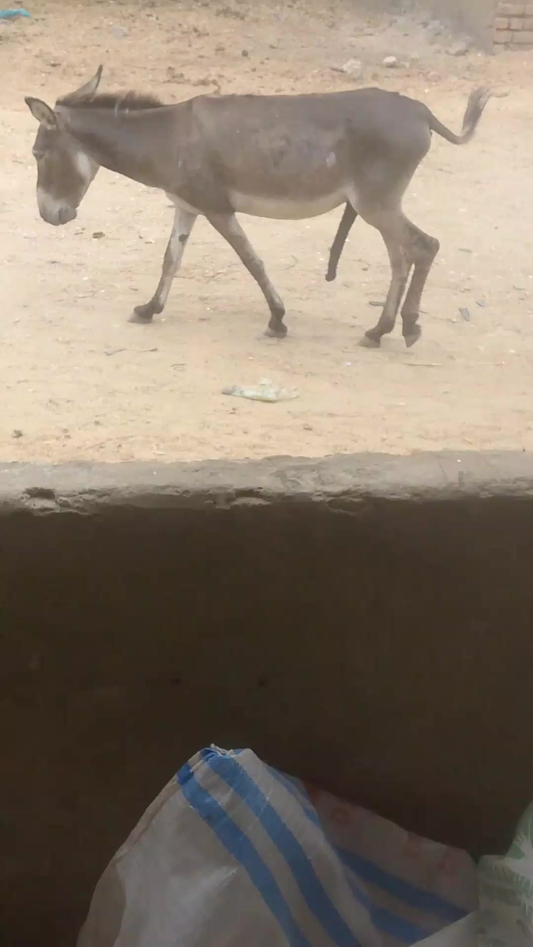 @029289Animals Hub Lovers