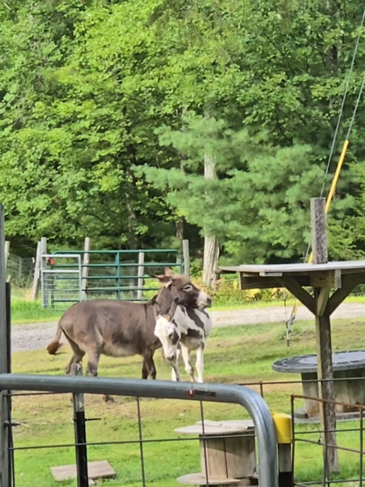 @DaisyMae Acres