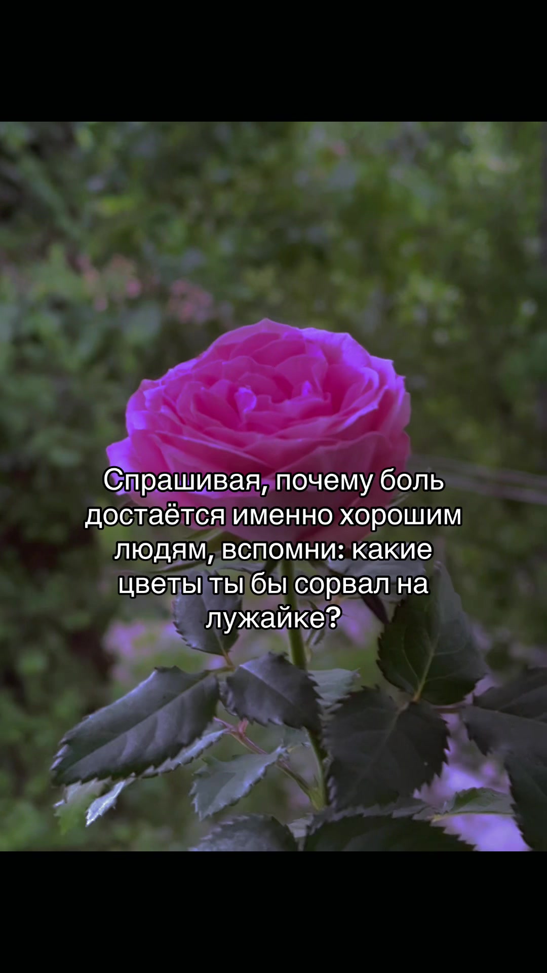 @🐉👁️ Гримуар Роуз 🩻🔮