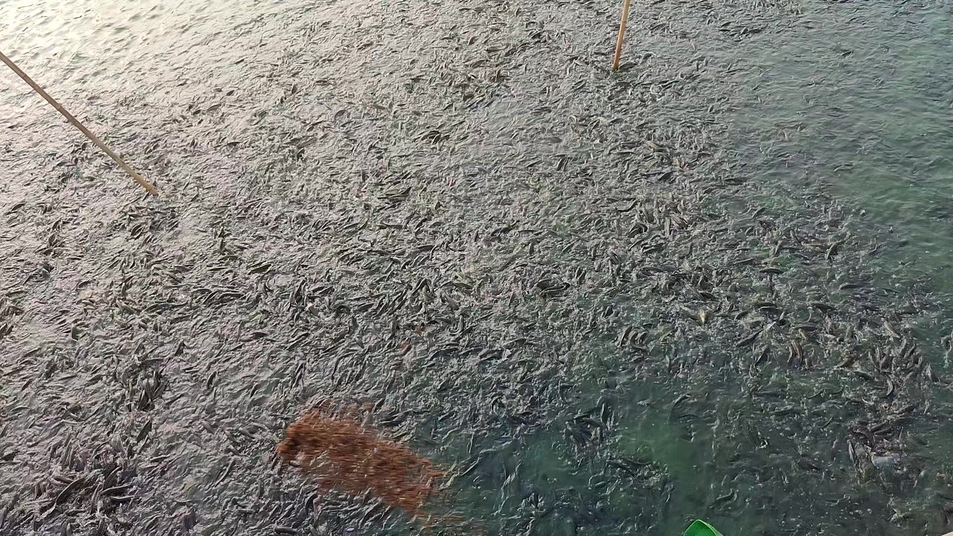 @Cá Chuối Hoa