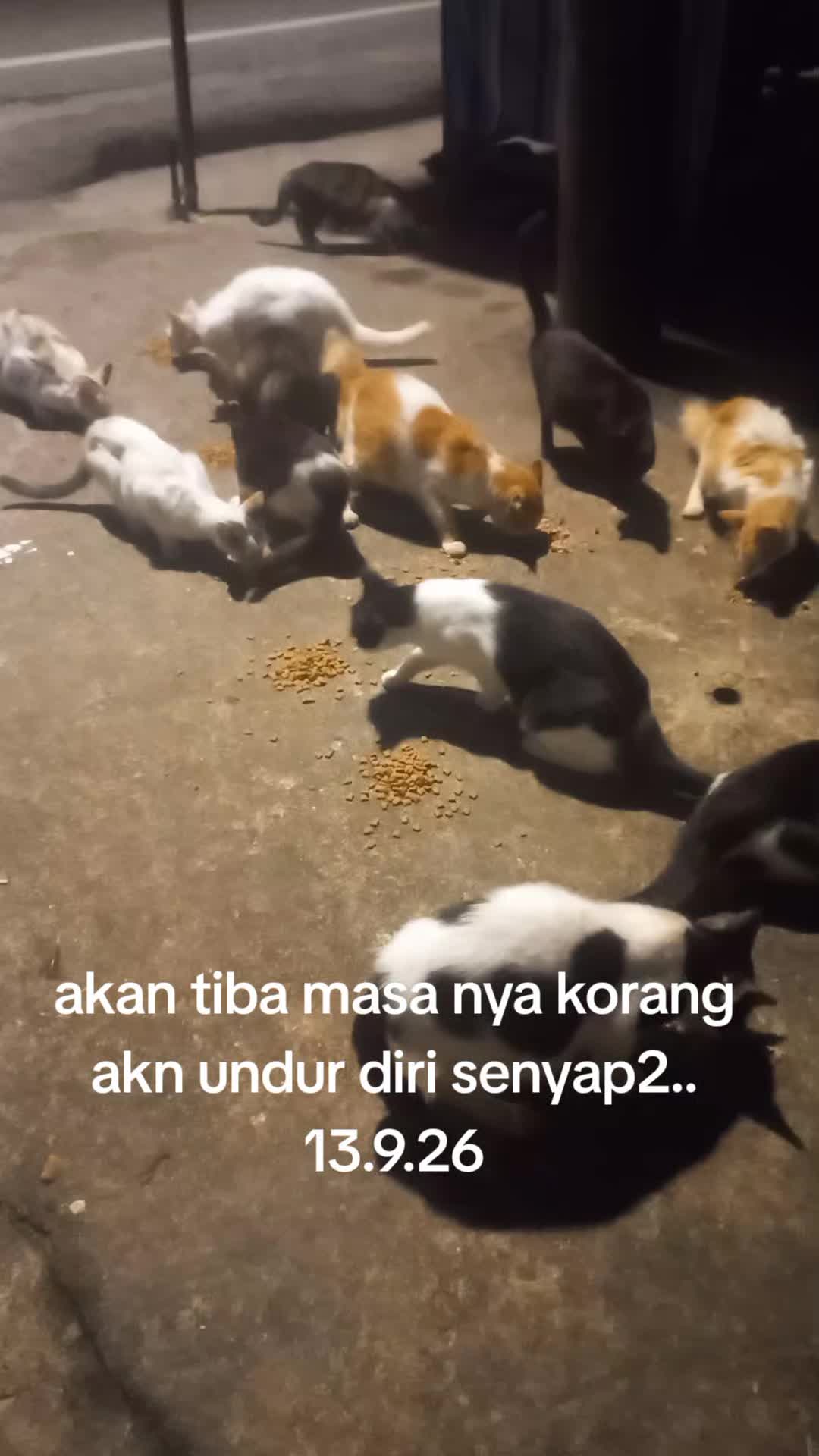 @MaderCats