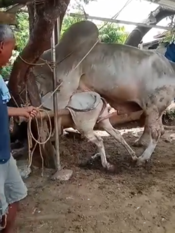 @animalkang1