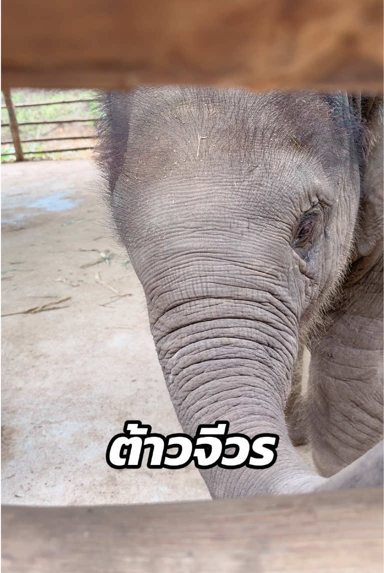 @หญิง ธิติกานต์ Tree Gold BA