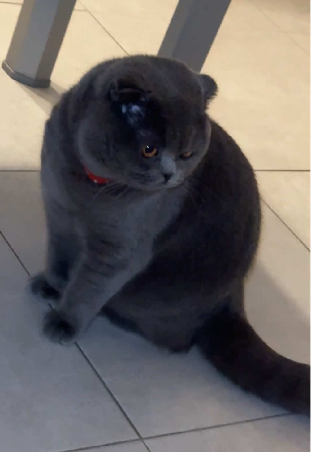 @BOBI🐈⬛