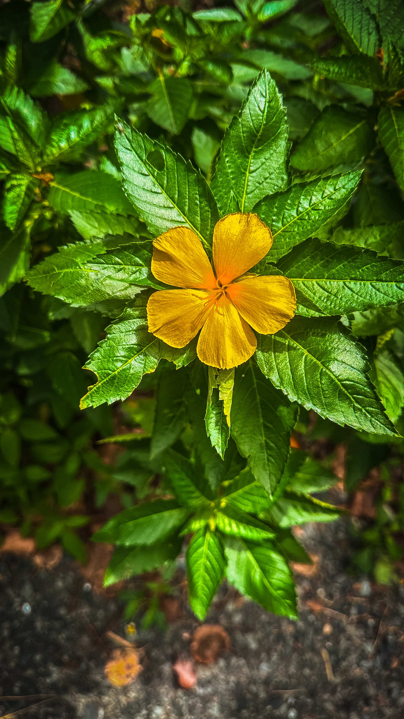 @𝑻𝒂̂𝒏 𝑻𝒉𝒊