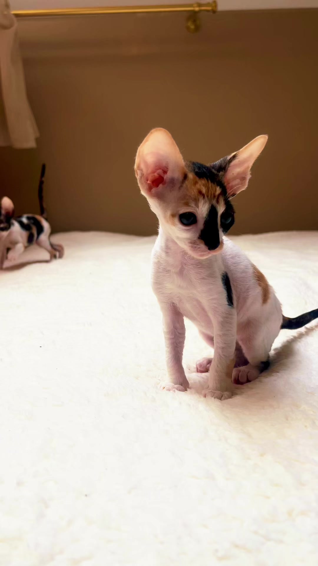 @patimolli_cattery