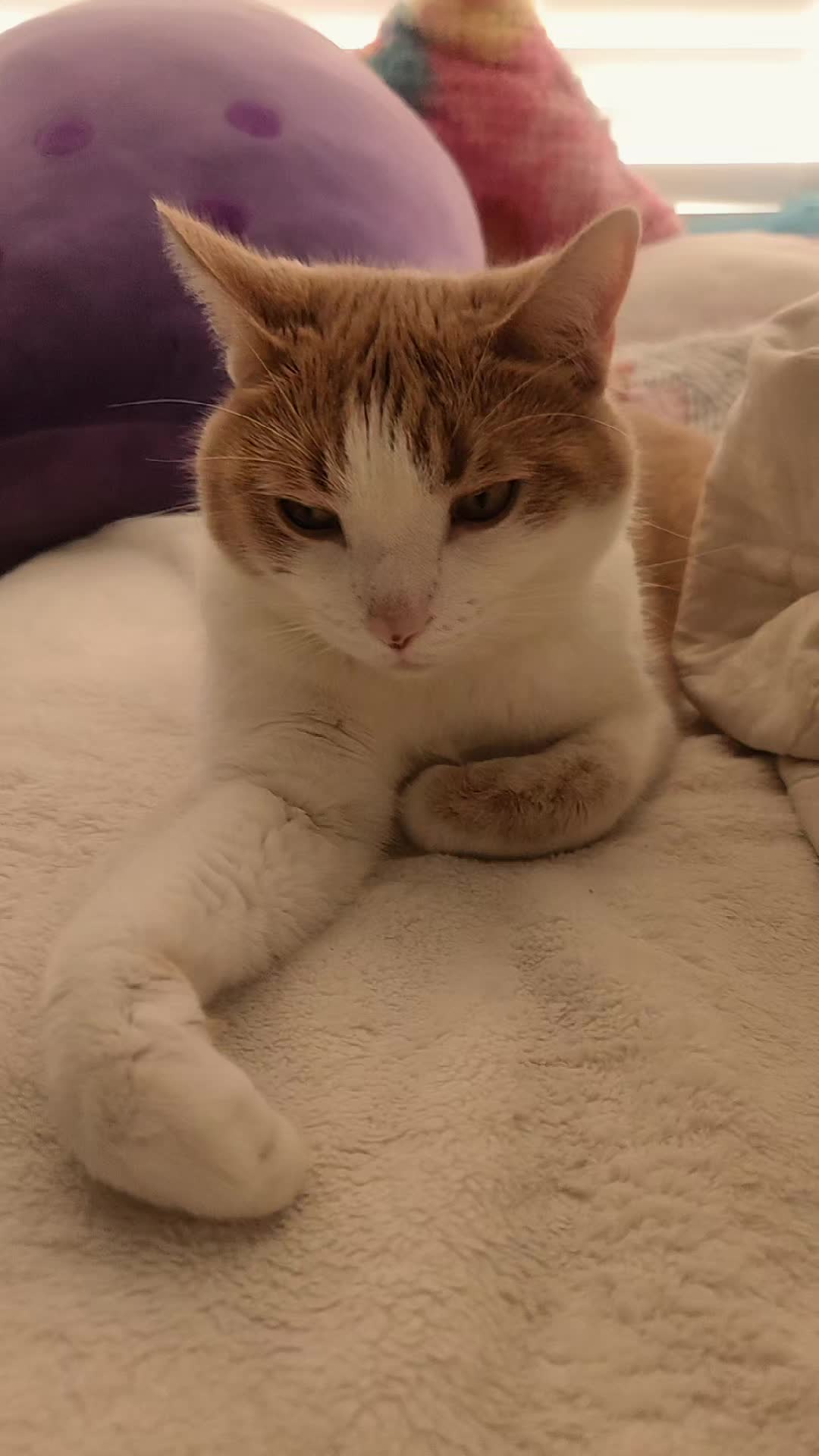 @Cute_kitty